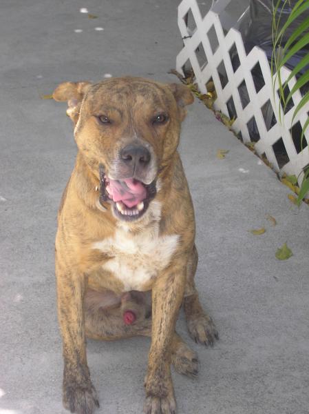 louky mon chien
